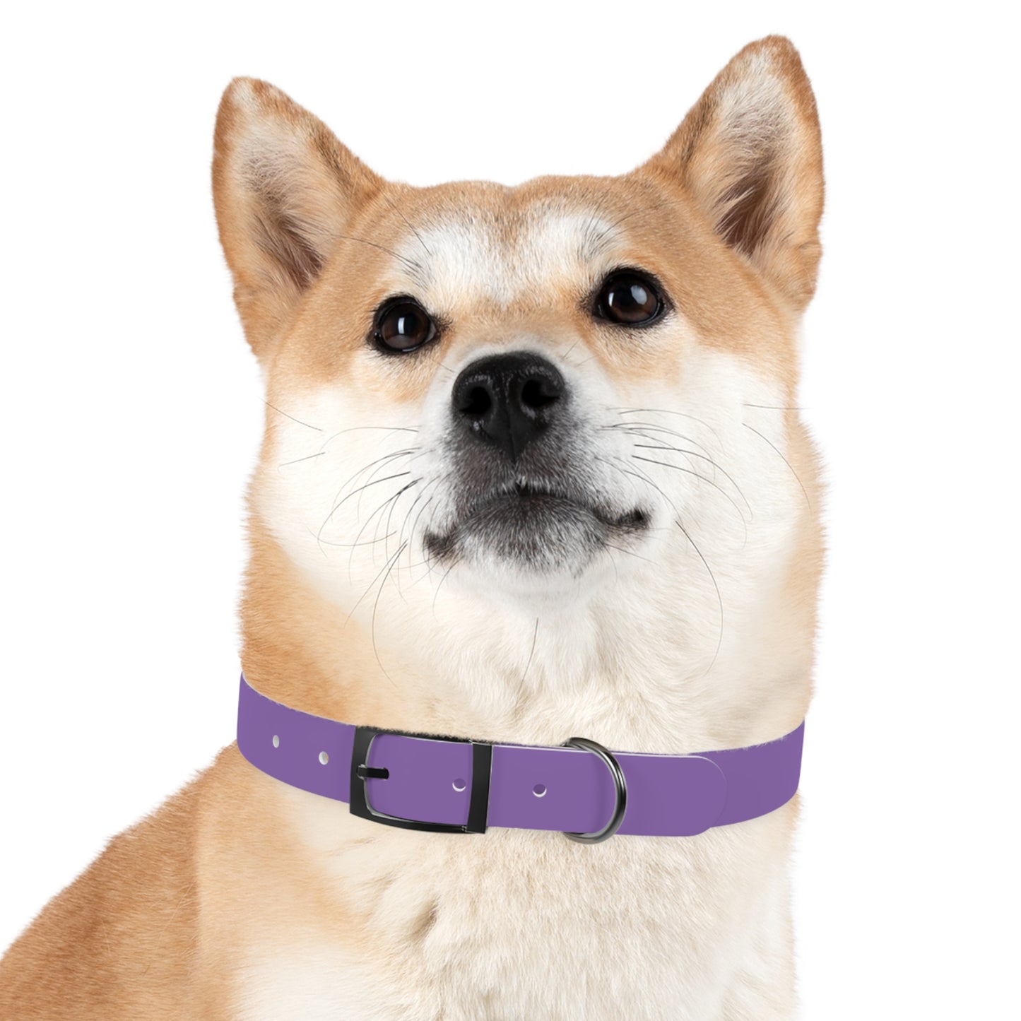 Purple Belt Doggo Collar