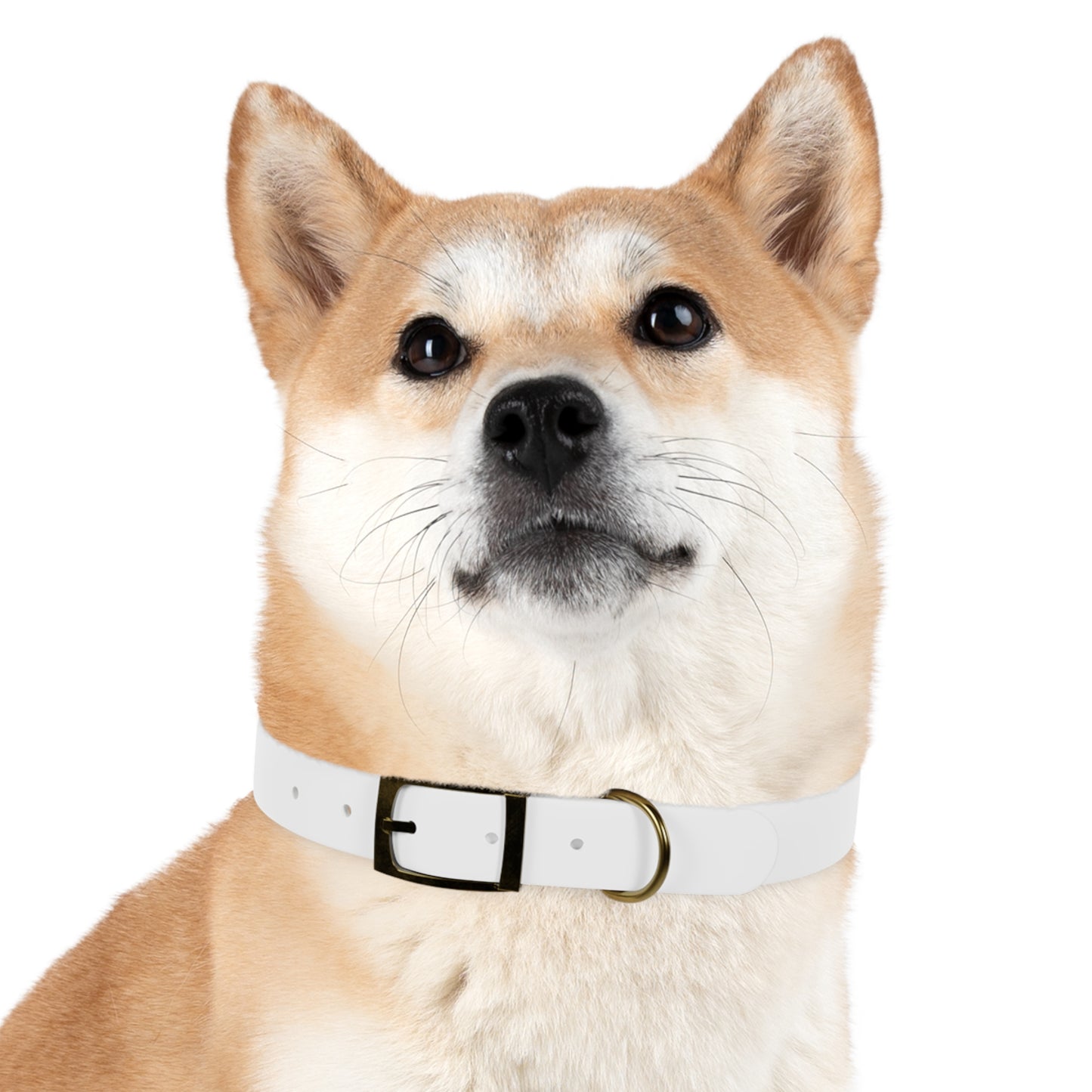 White Belt Doggo Collar