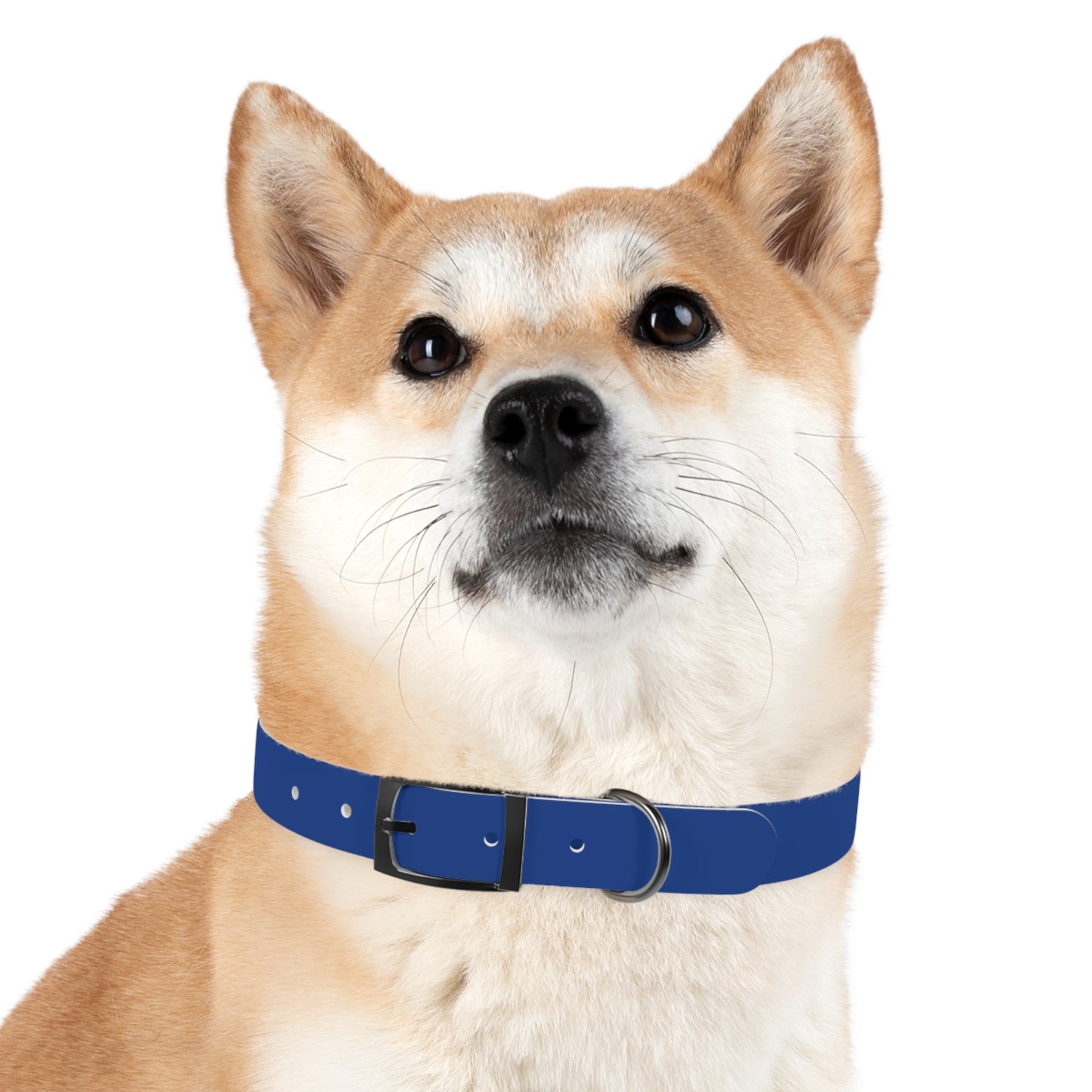 Blue Belt Doggo Collar